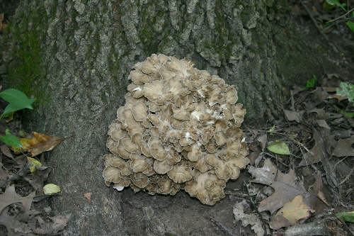  Image name: Barbagino3.jpg 
 width: 500 pixel 
 height: 333 pixel 
 Size: 39621 bytes 
 Click to enlarge 